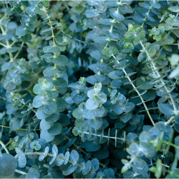 Live Baby Blue Eucalyptus Plant - Evergreen Plant - Silver Leaved Mountain Gum Plant - 2.5 Inch Pot