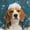 Beagle Dog Get Naked, variant on Funny Corgi Shower Curtain with Hooks, "Get Naked" Cute Pembroke Welsh Corgi in Bubble Bath, Waterproof Fabric Bathroom Decor for Pet Lovers, Machine Washable - 60"x72"