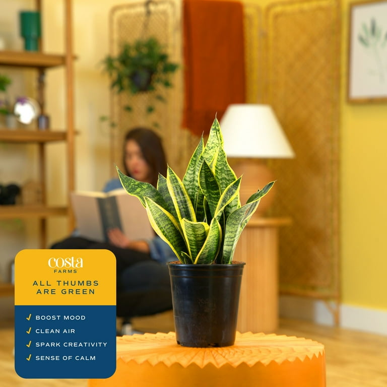 Plants Live Houseplants Sansevieria Laurentii Live Snake Plant - 10" Grower  Pot, Air Purifying Indoor Houseplant Real Plants Indoor