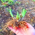 thumbnail image 4 of H-osta-Borders and Containers-Easy Grow-Low Maintenance-Ideal for Beds Borders, Plant Pots & Planters, 4 of 4