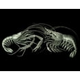 thumbnail image 2 of Fab Funky 14x12 Black Ornate Wood Framed with Double Matting Museum Art Print Titled - Shrimps On Black, 2 of 4