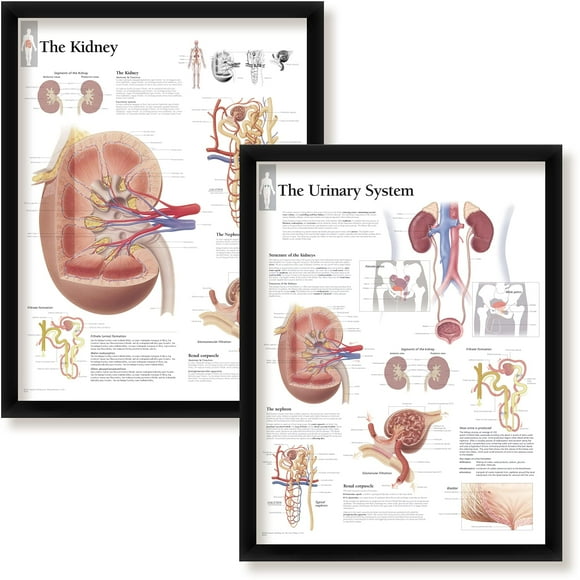 Set of 2 Framed Medical Posters The Kidney and The Urinary System 22"x28" Wall Diagrams Educational Informational Doctors Office Charts