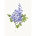 thumbnail image 3 of Swatland, Sally 19x24 Black Modern Framed Museum Art Print Titled - Dainty Botanical Lilac, 3 of 5