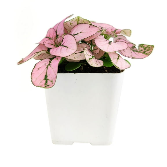 Hypoestes Phyllostachya Pink Splash - 2 inch Plastic Pot