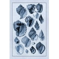 thumbnail image 2 of Sowerby, G.B. 11x14 White Modern Wood Framed Museum Art Print Titled - Shells: Purpurifera (Blue), 2 of 4
