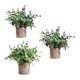 thumbnail image 1 of 3 piezas de plantas artificiales Strade Fareast Limited en maceta decorativas 8 cm x 8 cm, 1 of 8