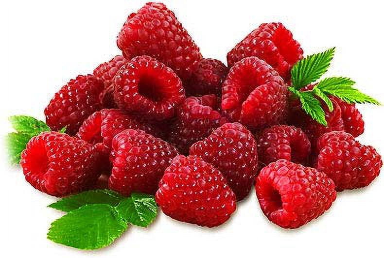 Raspberry Juice Net 33.8 fl.oz (1 Ltr.) -  2 Glass Bottles - High in Antioxidants