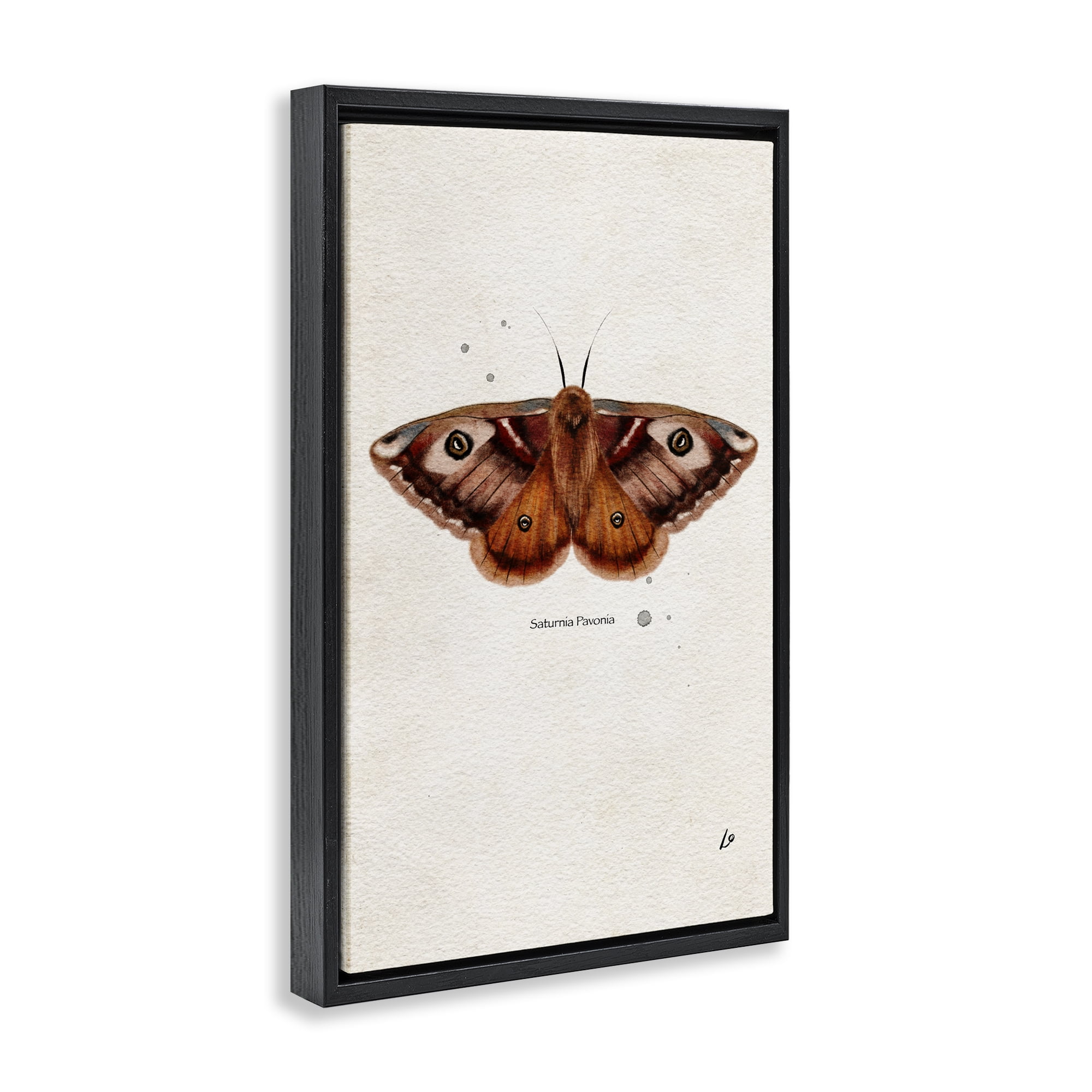 Stupell Industries Scientific Orange Moth Insects Painting Black Floater Framed Canvas Art Print Wall Art, 21 x 31