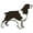 English Springer Spaniel, variant on SignMission 6 in. English Springer Spaniel Decal - Dog Lover Super Cute Sticker - Pack of 2