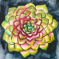 thumbnail image 2 of Zarris, Chariklia 15x15 Gold Ornate Wood Framed with Double Matting Museum Art Print Titled - Succulent Rosette III, 2 of 4