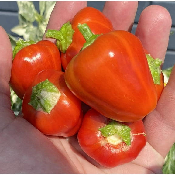 Variegated Baby Bell Pepper Premium Seeds Packet