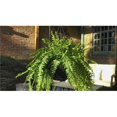 thumbnail image 1 of Ultimate Innovations 3737 Ultimate Innovations Set of 2 Self-Watering Baskets, 1 of 1