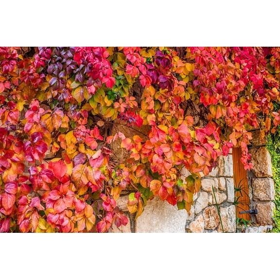 CZ Grain Virginia Creeper Live Plants (5 Count)