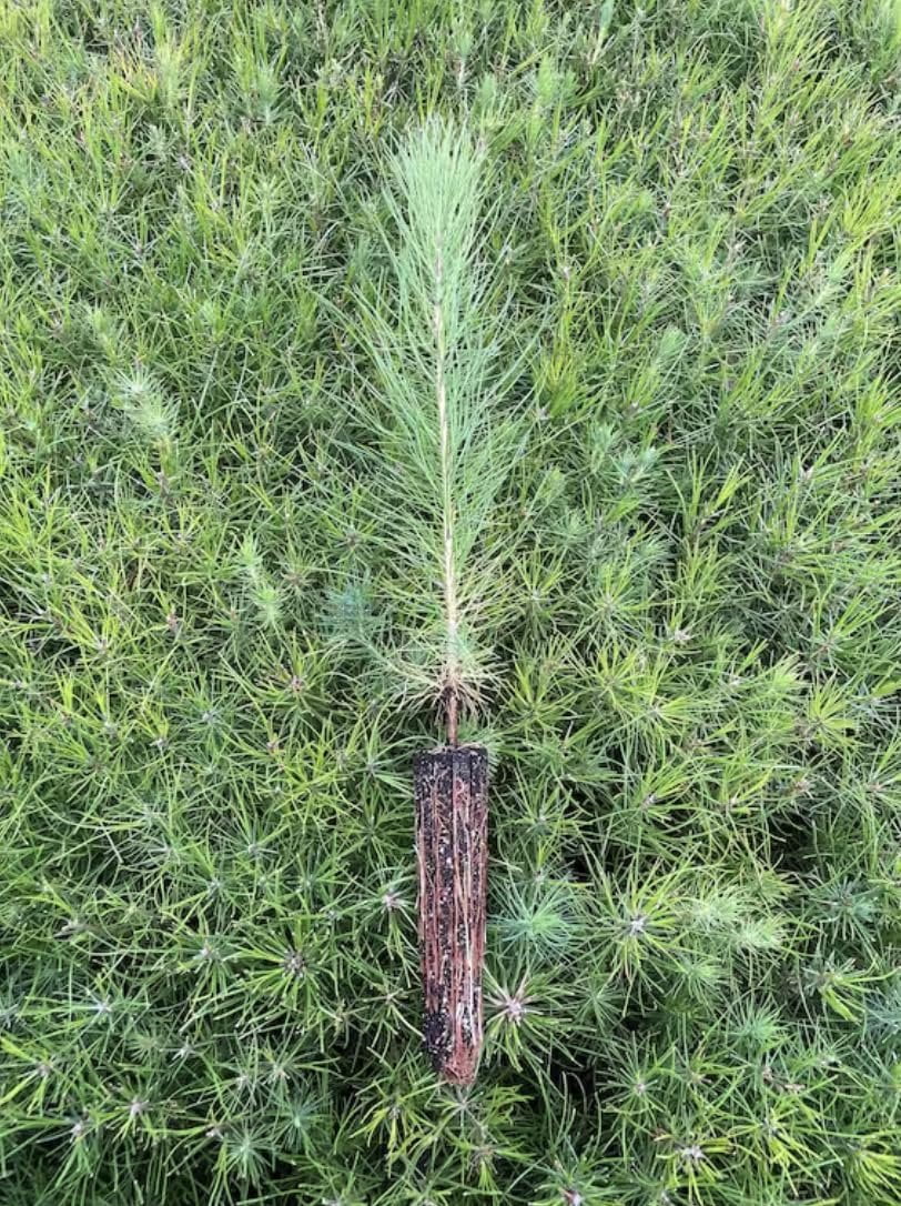 Bamboo Fernleaf | 3 Extra Large 3 Gallon Plant | Bambusa multiplex