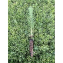 Loblolly Pine Tree Plants  40 Live Seedlings  Pinus Taeda  Fast-Growing Evergreen for Landscaping  Ideal Plants for Large Spaces