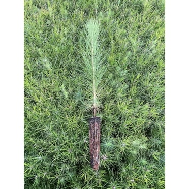 Loblolly Pine Tree Plants  40 Live Seedlings  Pinus Taeda  Fast-Growing Evergreen for Landscaping  Ideal Plants for Large Spaces
