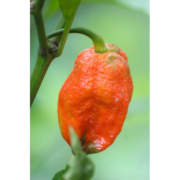Ghost Pepper Seeds/ Perennial/ Full Sun/ 500 Seeds 1/8 oz/ Zellajake Farm and Garden - B67
