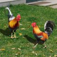 thumbnail image 5 of Acrylic Rooster Garden Stake - Realistic 2D Chicken Yard Art Decor for Backyard Patio, Farmhouse Animal Silhouette Sculpture, 5 of 5