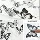 thumbnail image 3 of El fabricante suministra directamente 18 mariposas en blanco y negro 3D simulación tridimensional mariposa PVC hogar creativo pegatina de pared decoración, 3 of 4