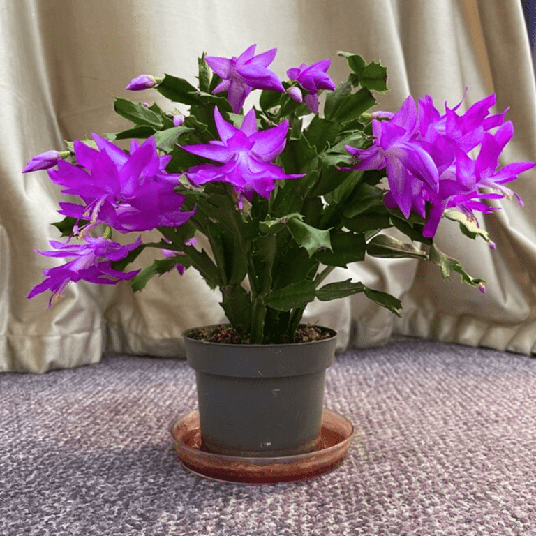 Purple Christmas Cactus Live Plant, Thanksgiving Holiday Cactus Blooming  Indoor Outdoor Plant in Compact 3in Container, Perennial Well Rooted -  Walmart.com