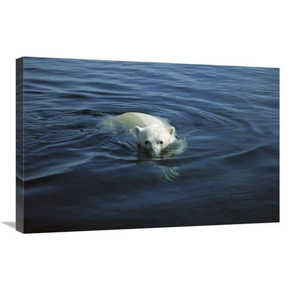 20 x 30 in. Polar Bear Swimming, Wager Bay, Canada Art Print - Flip Nicklin