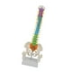thumbnail image 4 of Modelo de vertebral humana Modelo anatómico con soporte Modelo de pelvis Modelo de esqueleto Médula espinal flexible para estudiantes de, 4 of 8