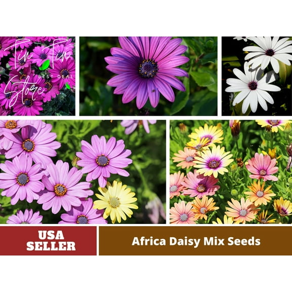 100  Seeds| Africa Daisy Mix Seeds #N002 - Authentic Seeds-Flowers-Seeds-Rose seeds-Herb seeds-Vegetable Seeds-Mix Seeds for Plant- B3G1