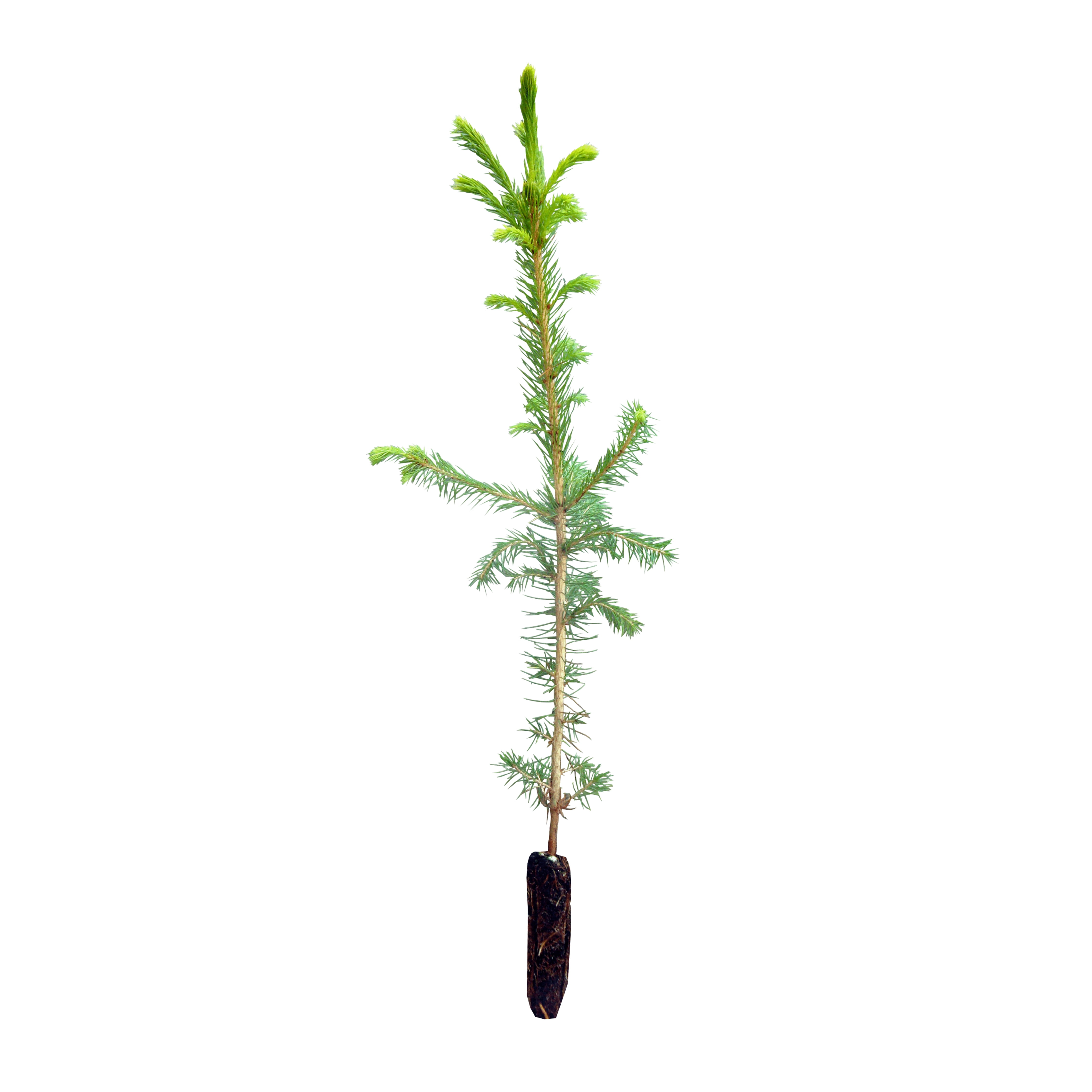 Norway Spruce Small Tree Seedling The Jonsteen Company Walmart Com