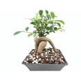 thumbnail image 6 of Horticultural Pumice 2 Qt., 1/4 In. Size Particle, 6 of 7