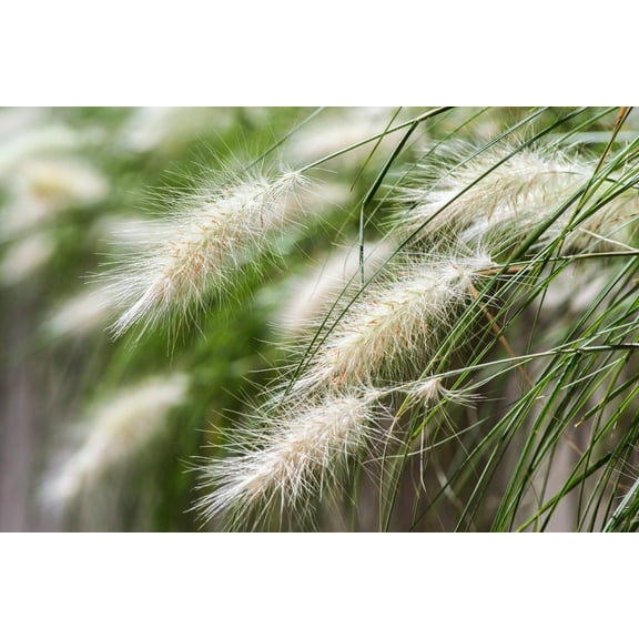 25 Seeds DWARF FOUNTAIN GRASS Pennisetum Alopecuroides Hardy White Plume