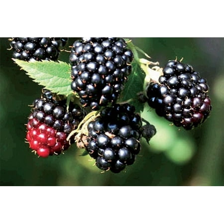 Black Satin Thornless Blackberry Plant - NEW! - 2.5