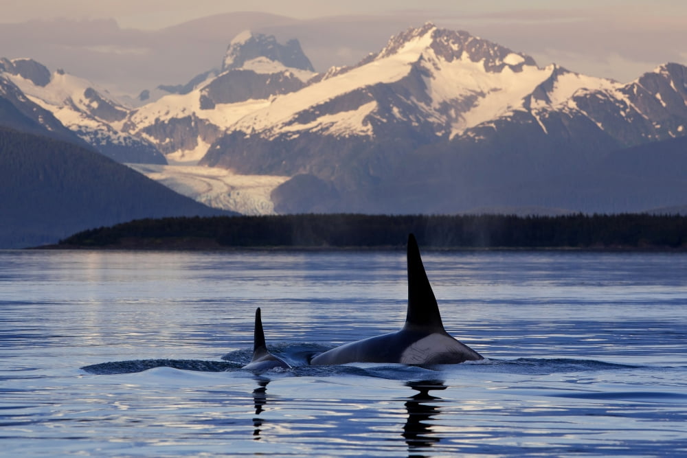 Two Killer Whales S
