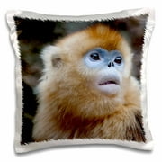 China, Qinling Mountains, Female golden monkey - AS07 AGA0003 - Alice Garland 16x16 inch Pillow Case pc-132349-1