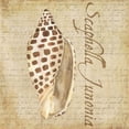 thumbnail image 3 of Lovely Tan and Brown Ocean Sea Shell Set by Tara Reed; Coastal Décor; Two 12x12in White Framed Prints, 3 of 5