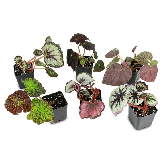 Sprig & Stone Begonia Rex (Grower's Choice)