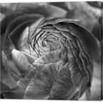 thumbnail image 1 of Great Art Now Ranunculus Abstract II BW by Laura Marshall Canvas Wall Art, 1 of 2