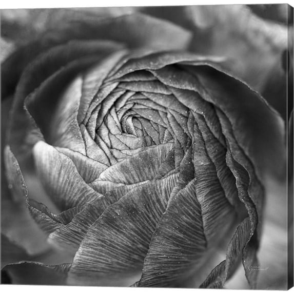Great Art Now Ranunculus Abstract II BW by Laura Marshall Canvas Wall Art