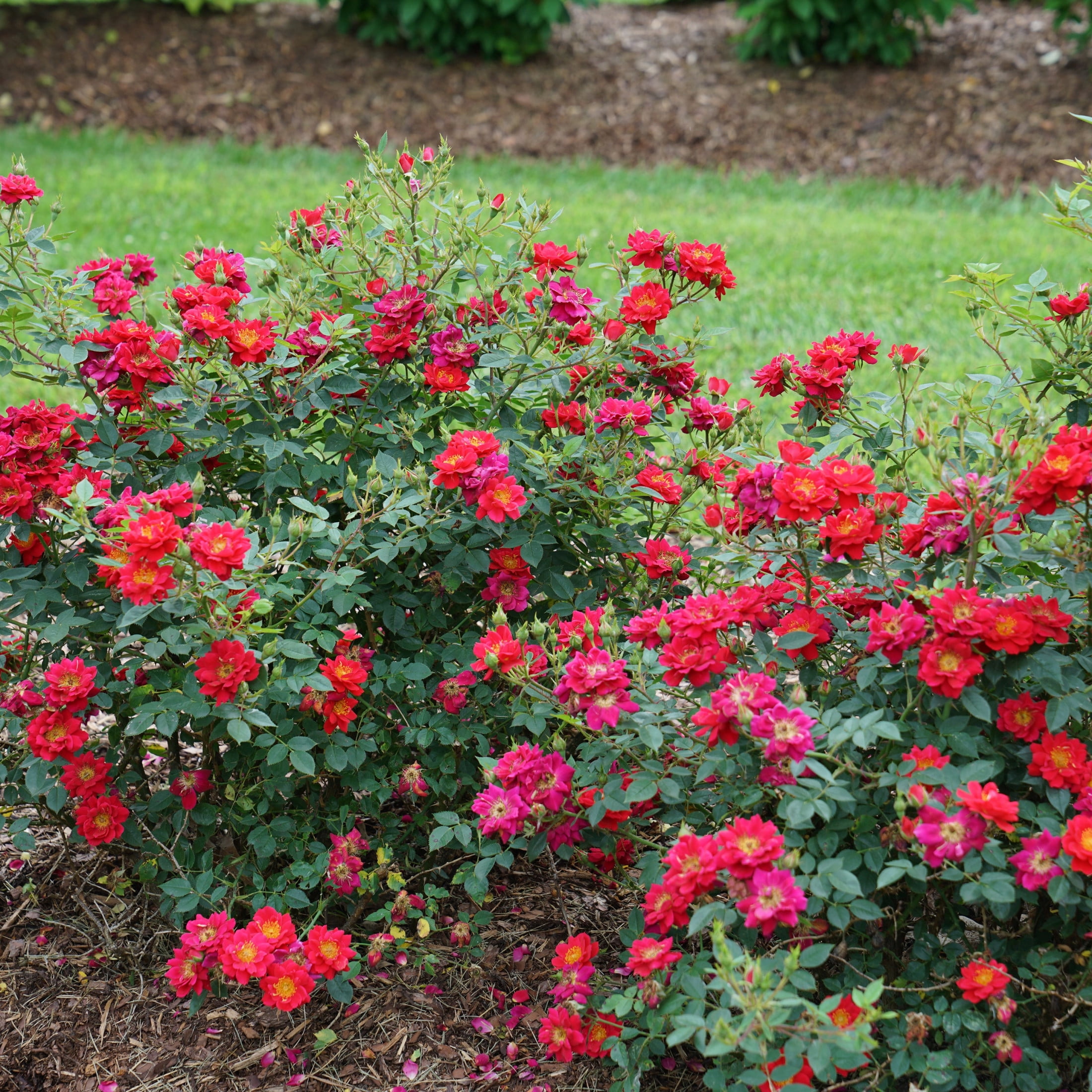 Proven Winners ColorChoice 5" Red Oso Easy Urban Legend Rose Live Plant in 4.5" Pot (4 Count)