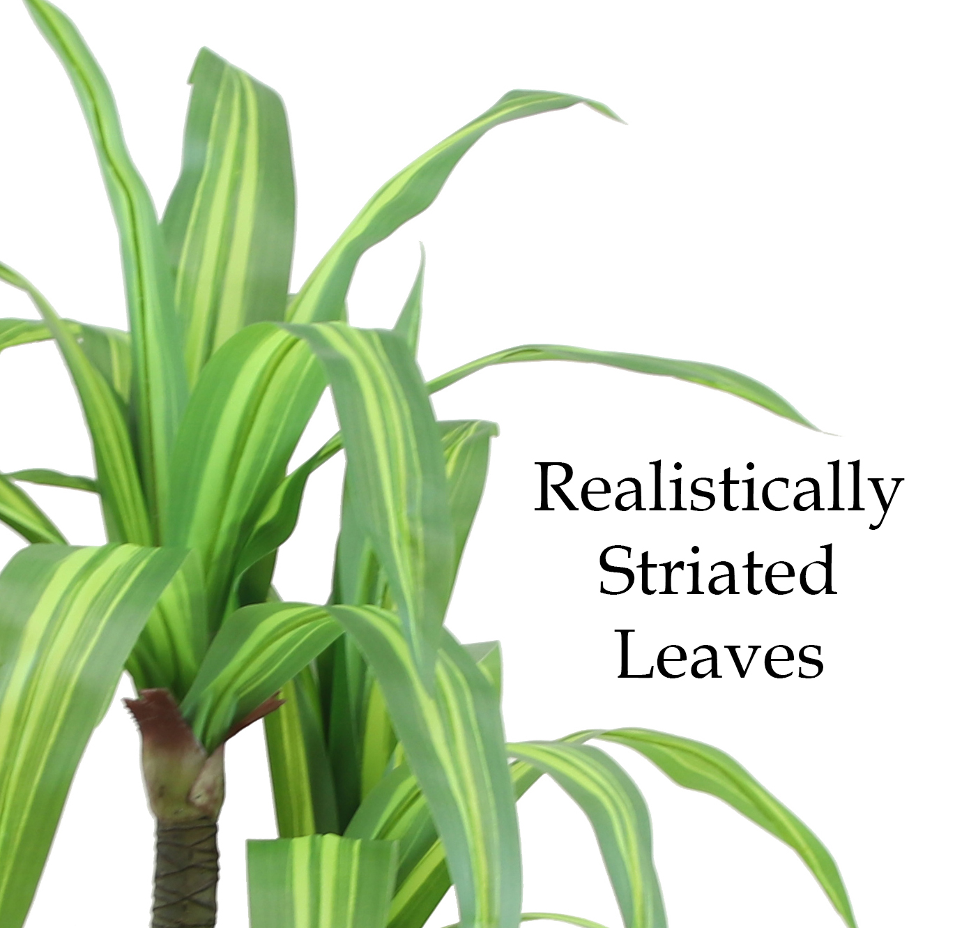 The Mod Greenhouse 49" Artificial Variegated Dracaena Tree in a 6.5" Black Matte Contemporary Pot (26 Leaf)