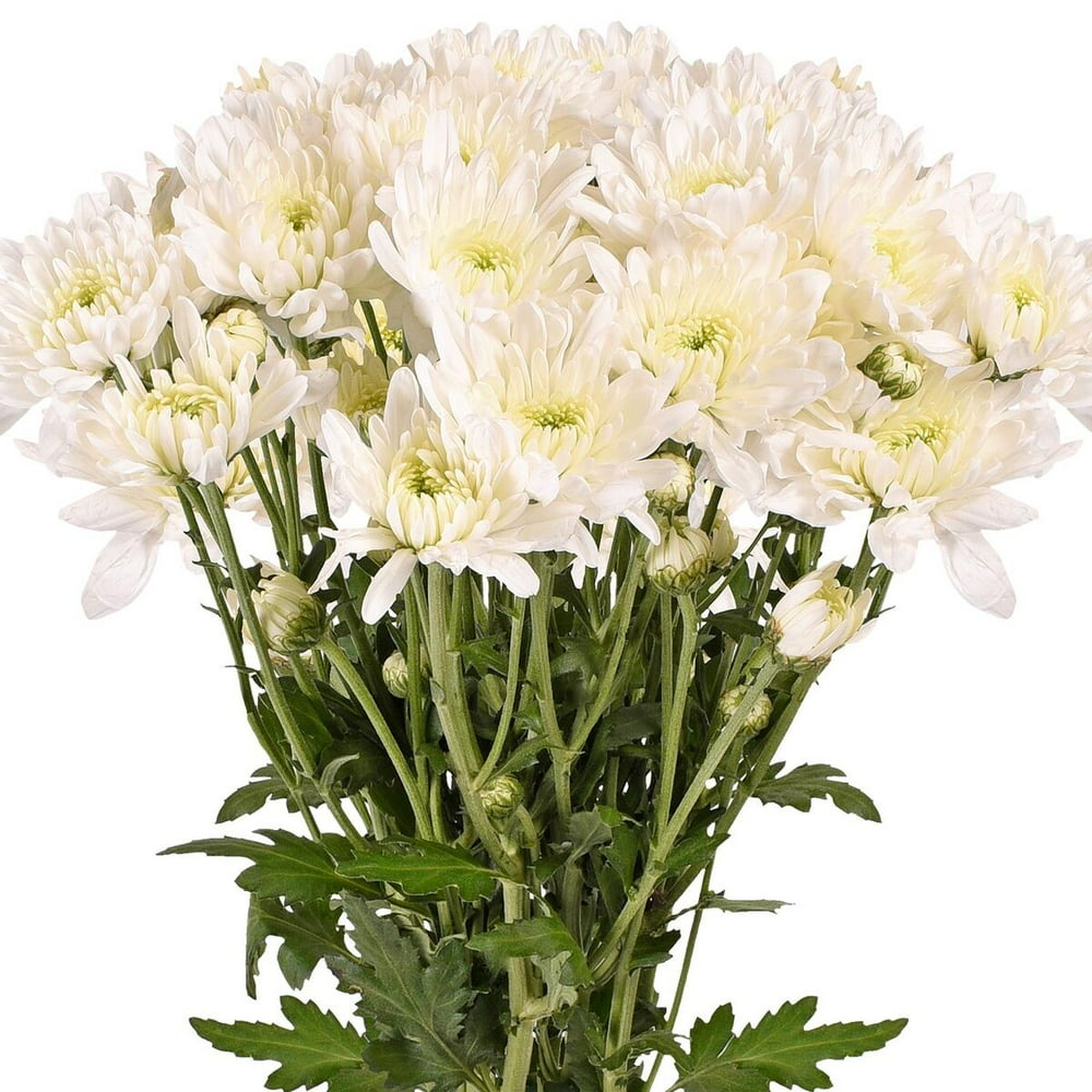 White Cushion Poms Fresh Cut 60 Stems