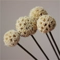 thumbnail image 3 of 20 Pcs White Dried Flowers,Natural Billy Balls Flowers,Dried Craspedia Flowers,White Floral Buttons Bouquet,Boho Vase Filler,Wedding Decoration Table Centerpieces (17inch), 3 of 6