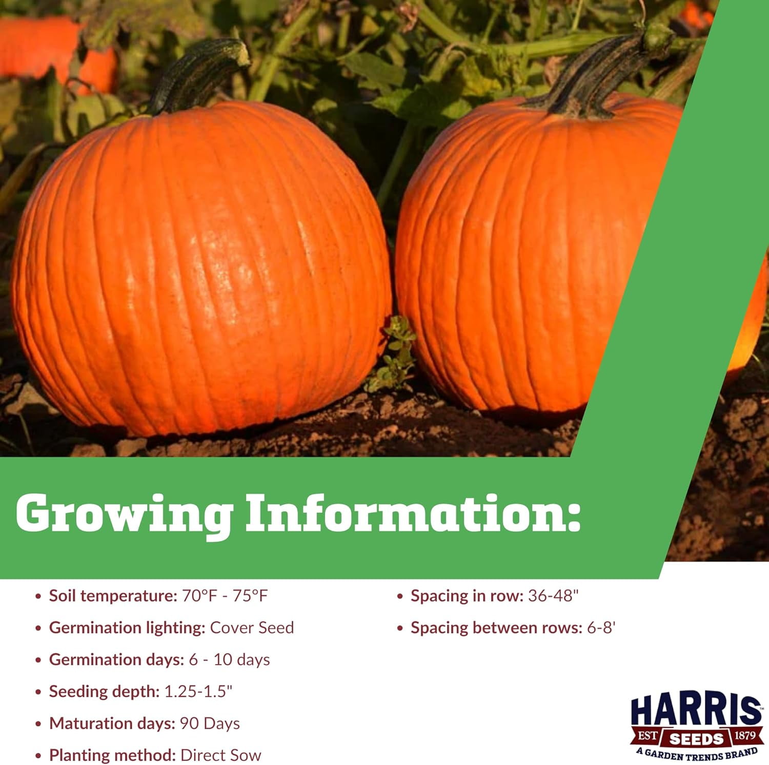 Harris Seeds Pumpkin Orange Sunrise F1, Early Maturing Orange Pumpkin Variety, Treated, 250 Count