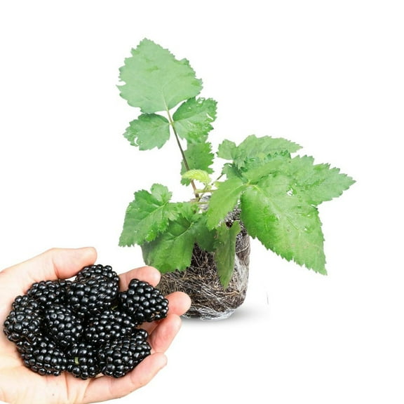 Navaho Blackberry Plant, 4-8 Inch Blackberry Plants Live for Planting, Outdoor Plant