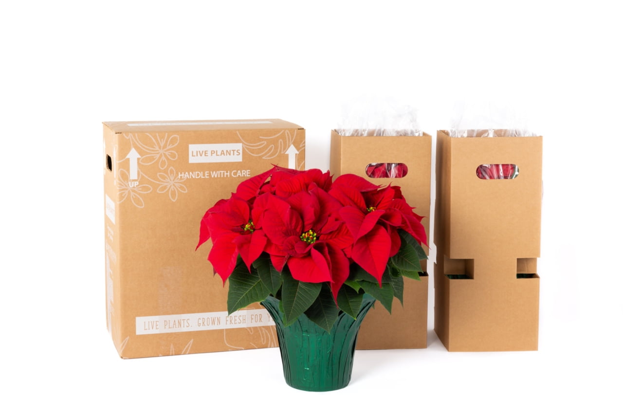 Holiday Time 3.5QT Red Poinsettia Live Houseplant Green Foil Cover Indirect Sunlight