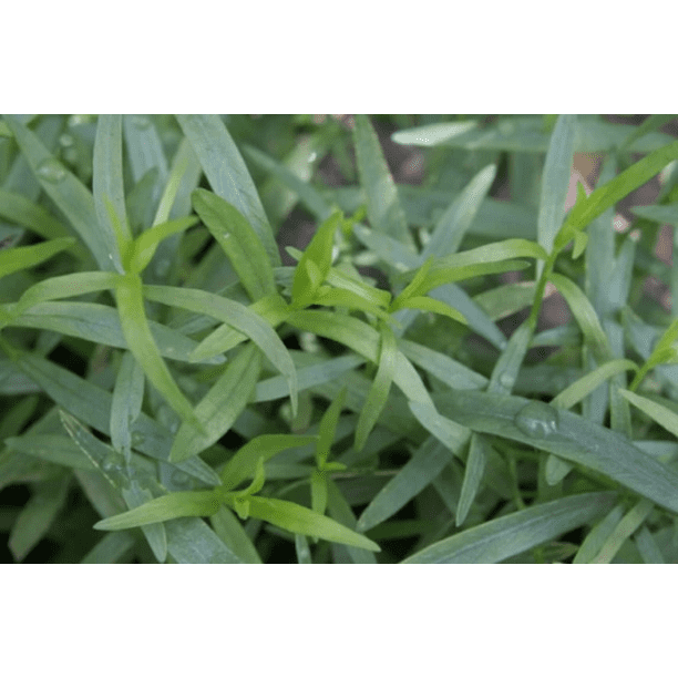 3 TARRAGON (French) Live Plants Herb Plant NonGMO Organic Daylily