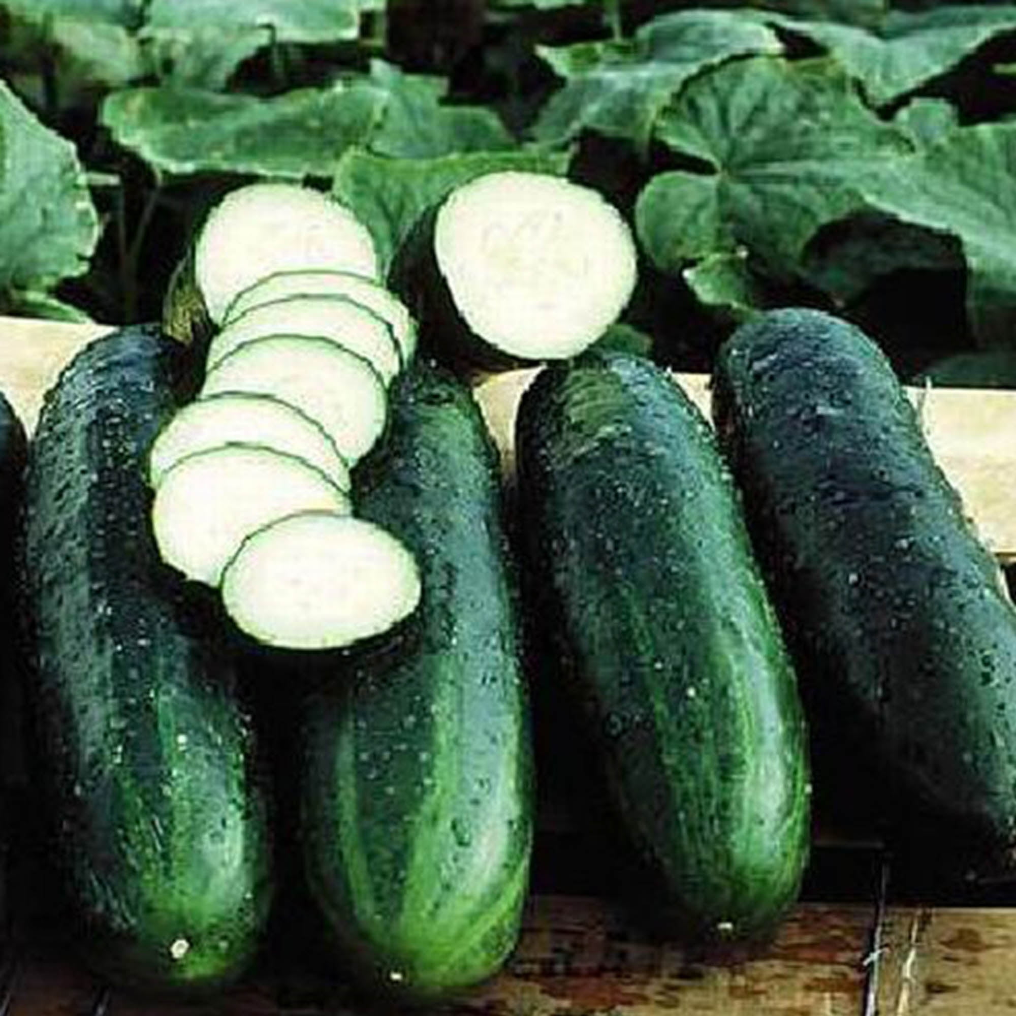 Details about   STRAIGHT EIGHT CUCUMBER SEEDS HEIRLOOM VEGETABLE 1 G ~30 SEEDS NON-GMO