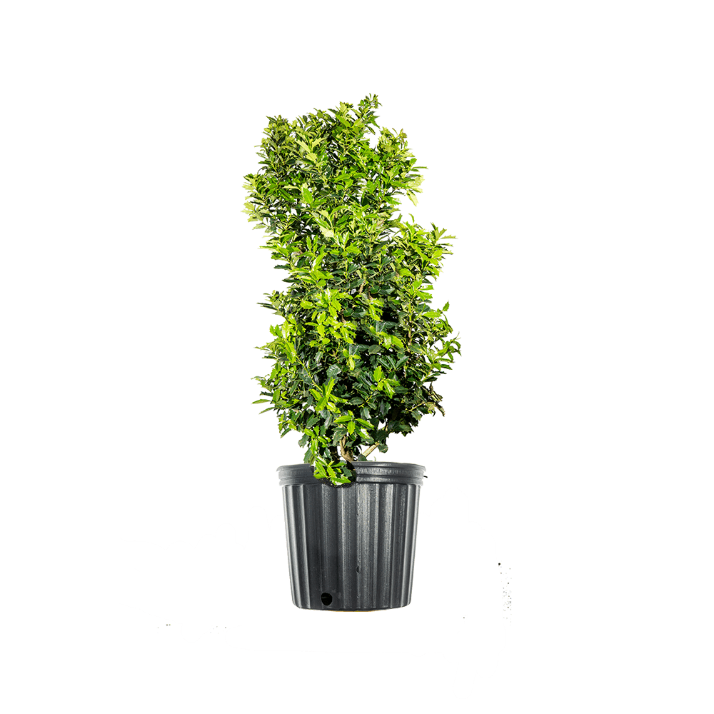 Buy 1 Gal. Oak Leaf Holly Fast Growing Privacy Hedge Online at Lowest Price in India. 917492862