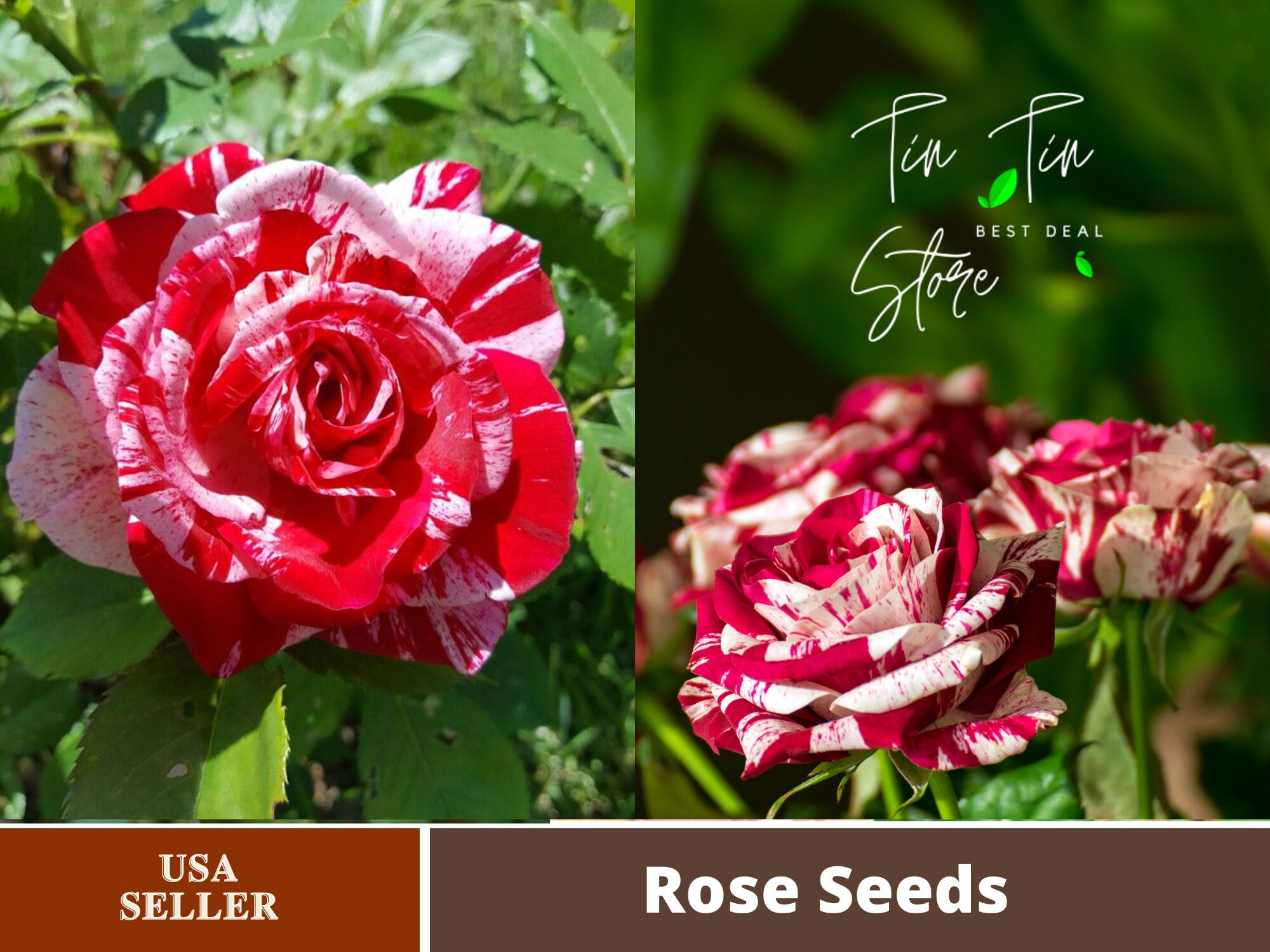 30 Rare SeedsPink Dragon Rose Bush Seeds 1066Authentic SeedsFlowers