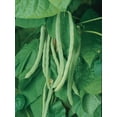thumbnail image 3 of Burpee Kentucky Wonder Pole Bean, Plant Seeds for Home Garden, 3 of 5