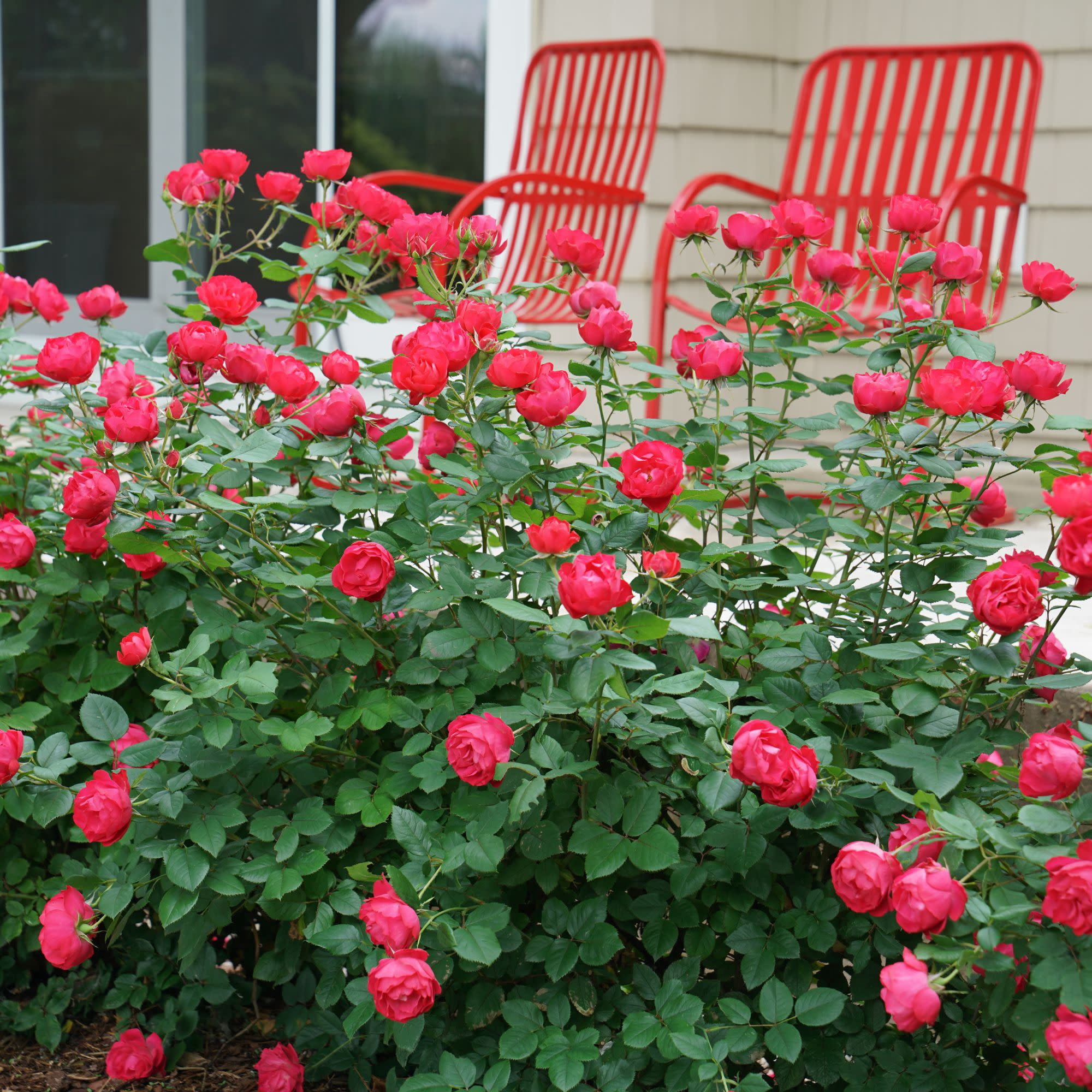 Proven Winners ColorChoice 5" Oso Easy Double Red Rose Live Plant in 4.5" Pot (4 Count)